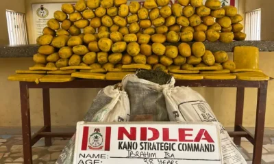 NDLEA Recovers 112kg of Cannabis After Road Accident in Kano