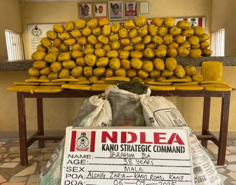 NDLEA Recovers 112kg of Cannabis After Road Accident in Kano