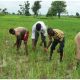 Agricultural Reform: Expert Calls for Land Use Act Review to Empower Nigerian Farmers