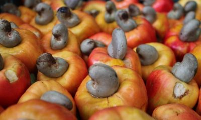 cashew