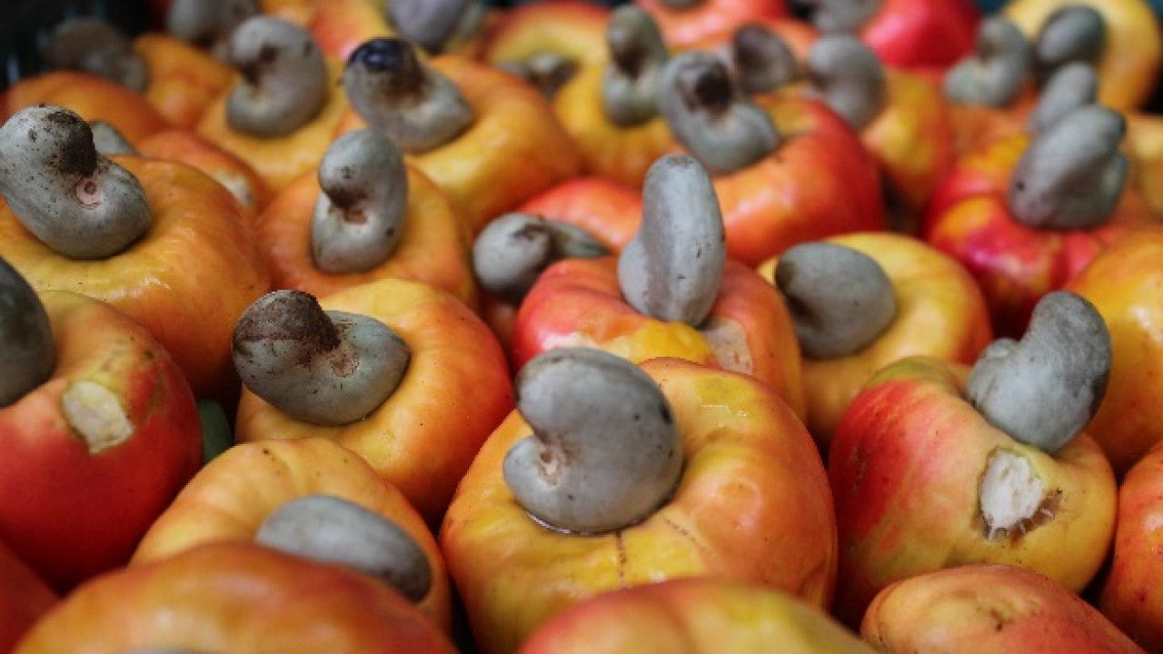 Cashew Crucial to Non-Oil Export Ambitions, Says Presidency 26 cashew